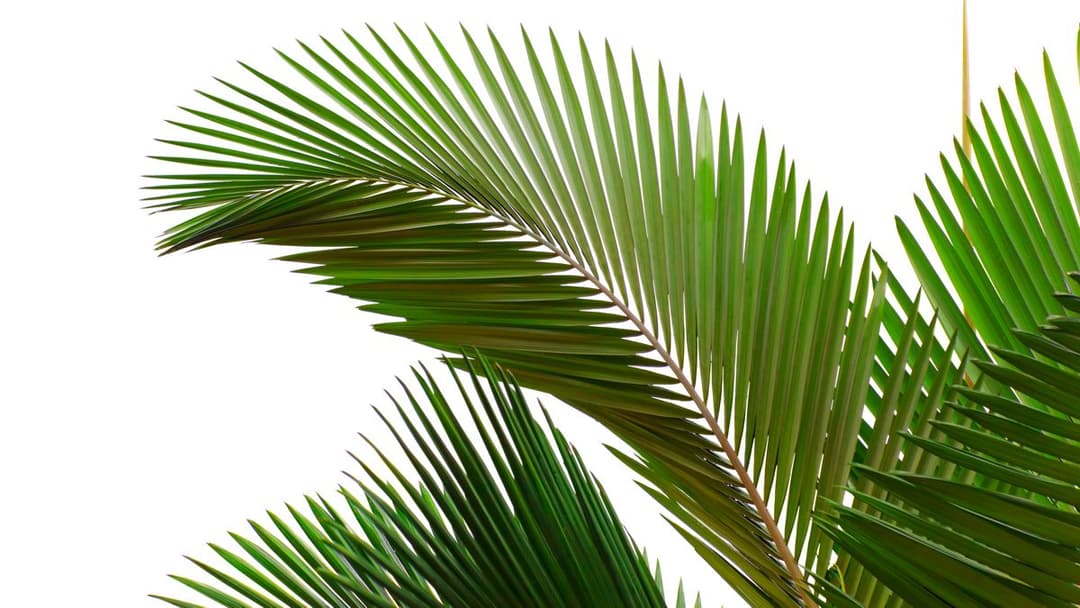 Palmzondag Hosanna!