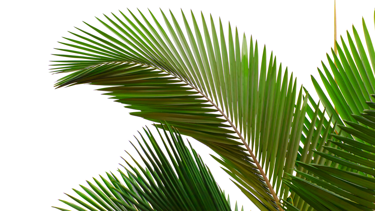 Palmzondag Hosanna!